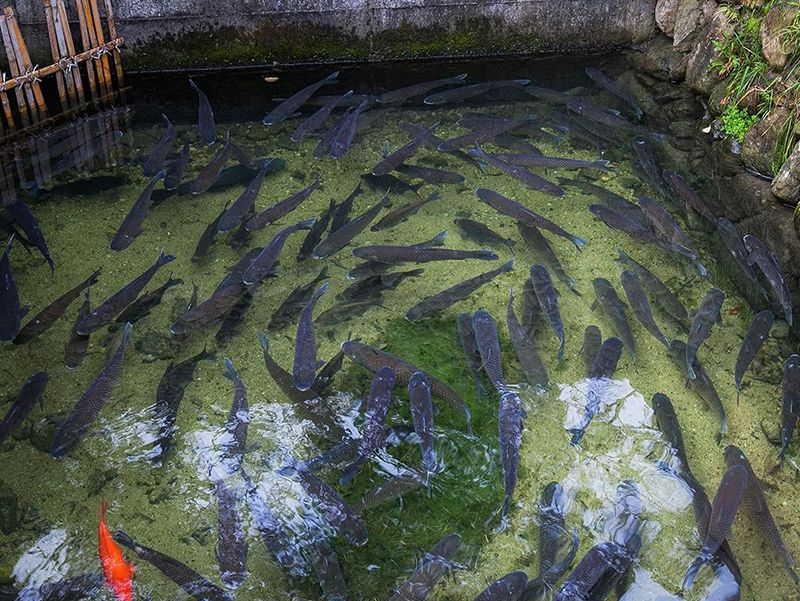 芜湖开化清水鱼养殖